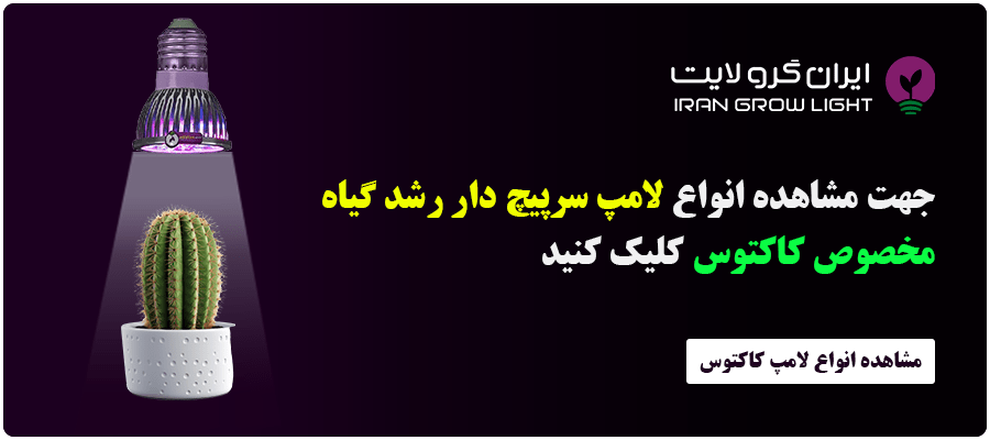 خرید لامپ کاکتوس